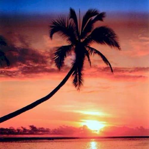 Shines cover