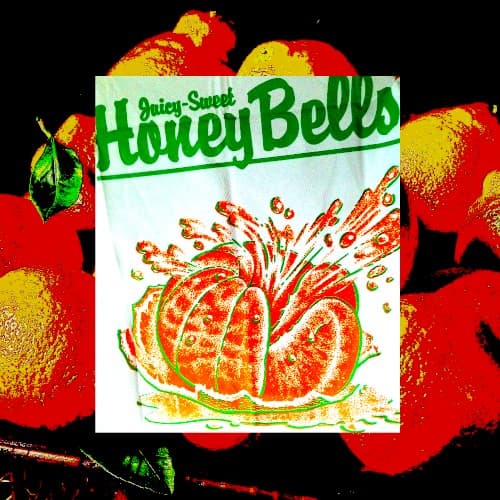 Honeybell cover