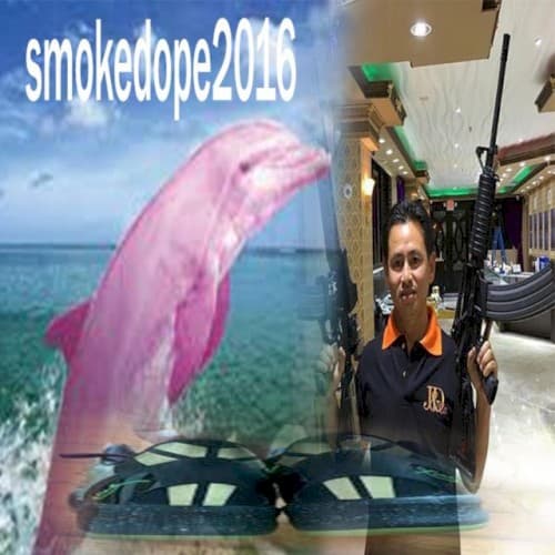 PINK DOLPHIN cover