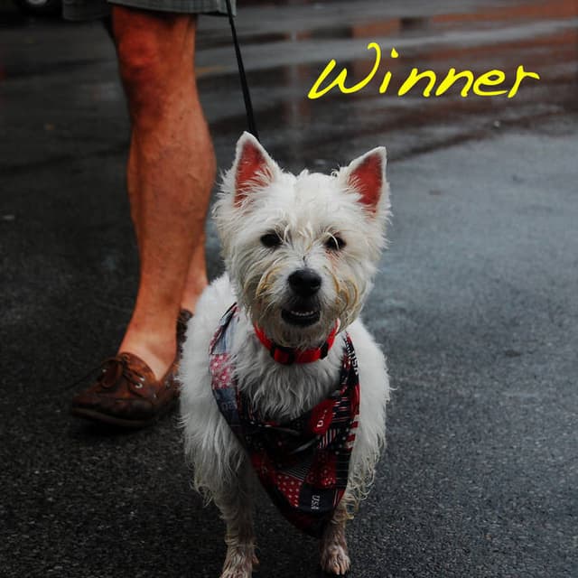 WINNER cover