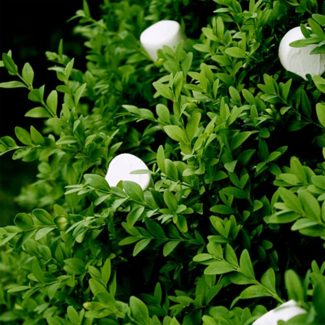 Bushes and Marshmallows cover