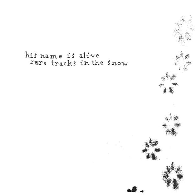 Rare Tracks in the Snow cover