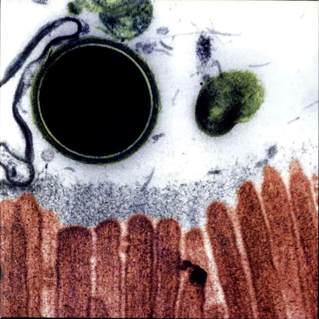 cell. cover