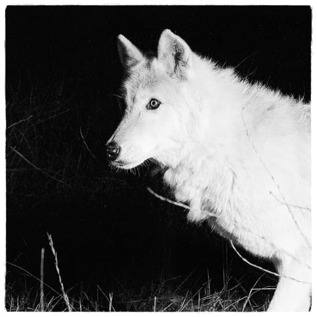 Lonewolf Still cover
