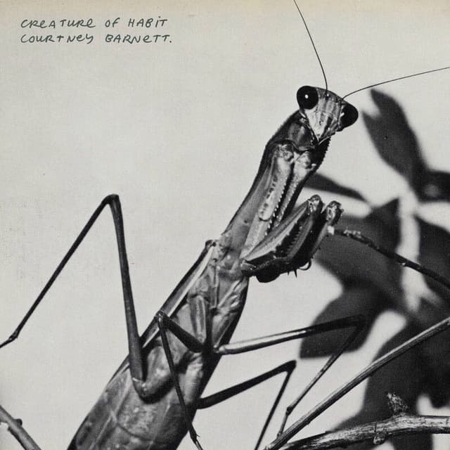 Mantis/Sugar Plum cover