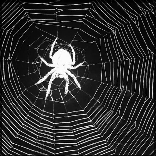 Spiders cover