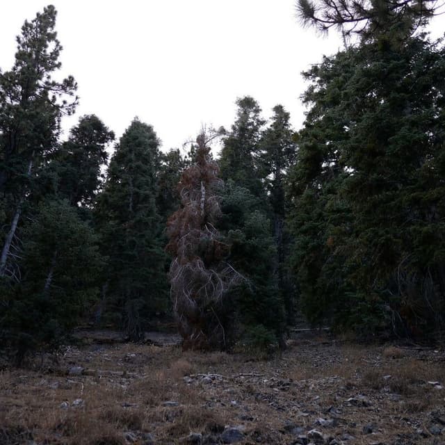 MERZXIU cover