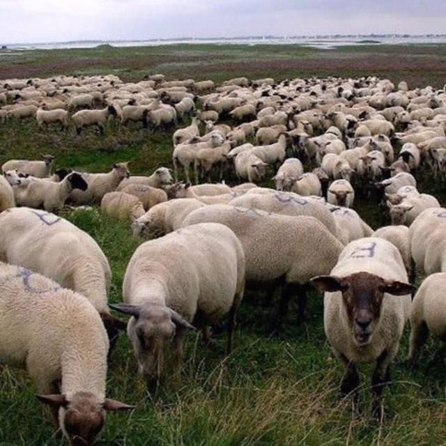 Grey Sheep cover