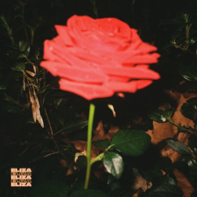 Midnight Rose cover