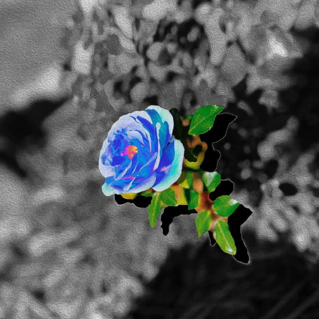 Blue Rose cover