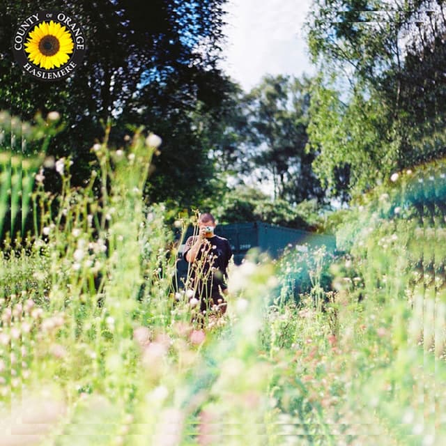 Sunflower cover