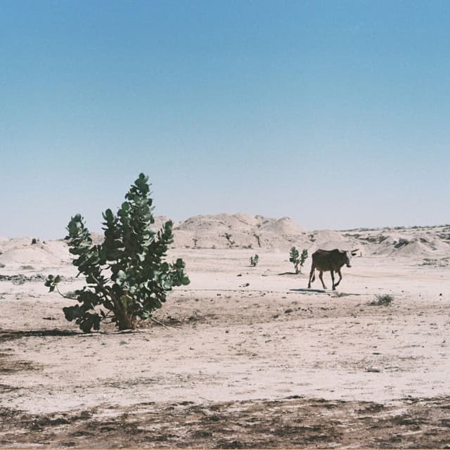 Alkhar Dessouf (Zeid Hamdan Remix) cover
