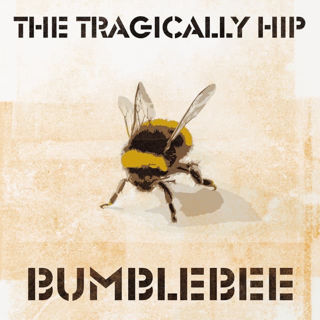 Bumblebee cover