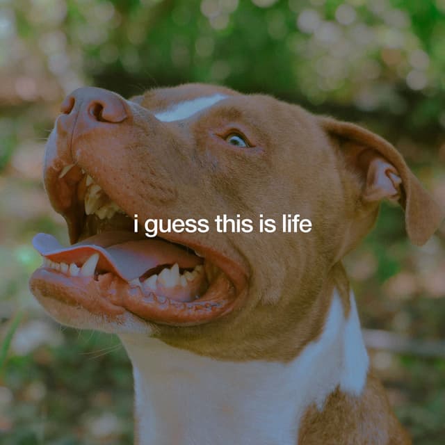 I Guess This is Life cover