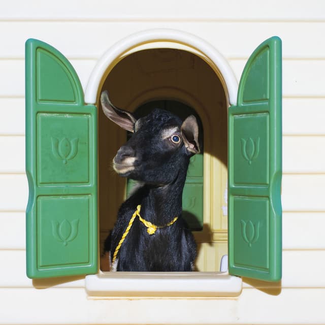 Wild Loneliness album cover