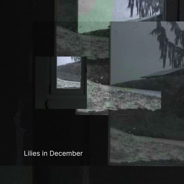 Lilies in December cover