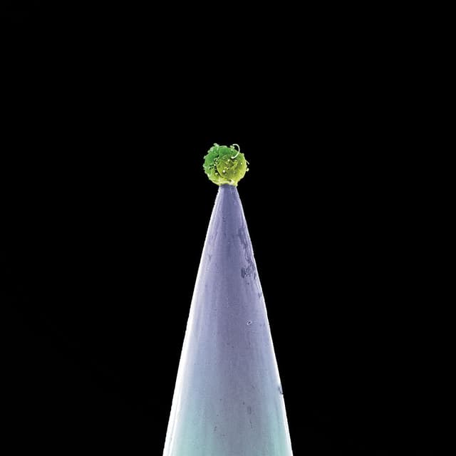 New Blood (Special Edition) album cover
