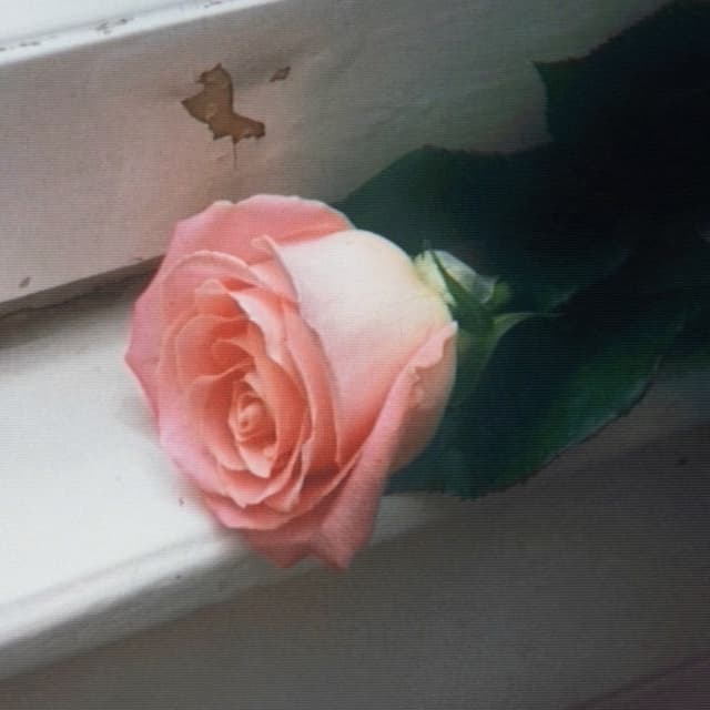 Blooom album cover