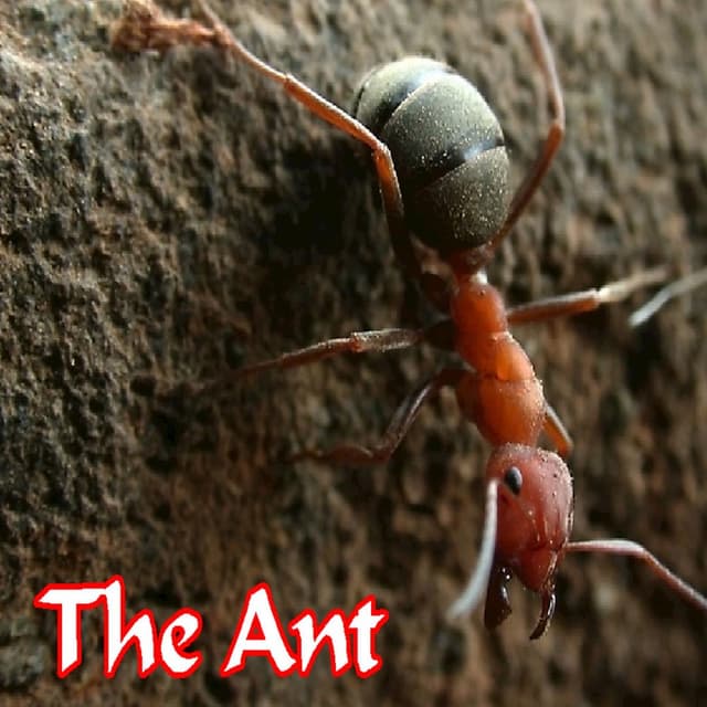 The Ant cover