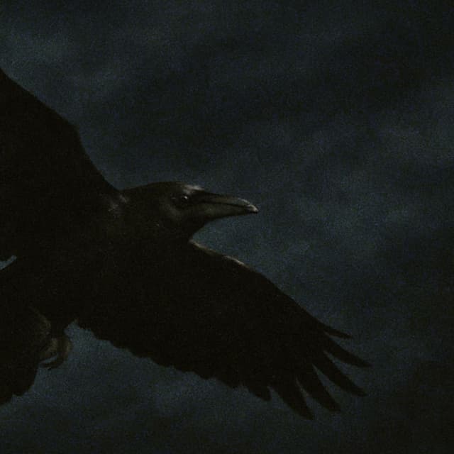 Night Crow cover