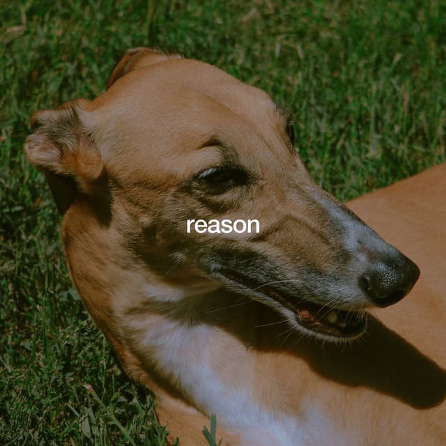 Reason cover