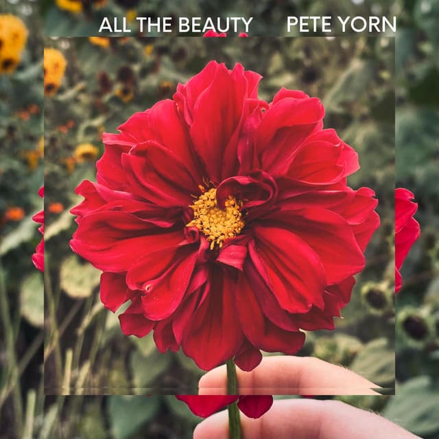 All The Beauty cover