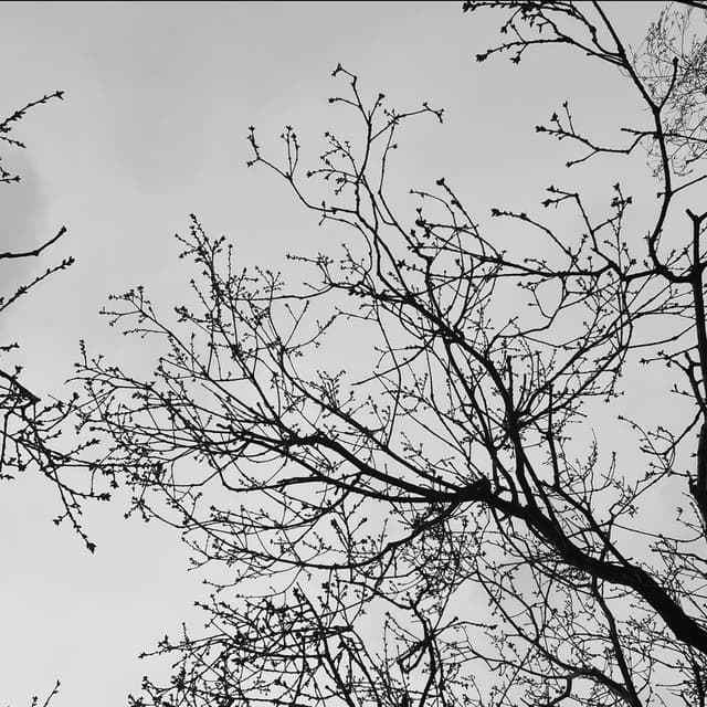 fallen leaves cover