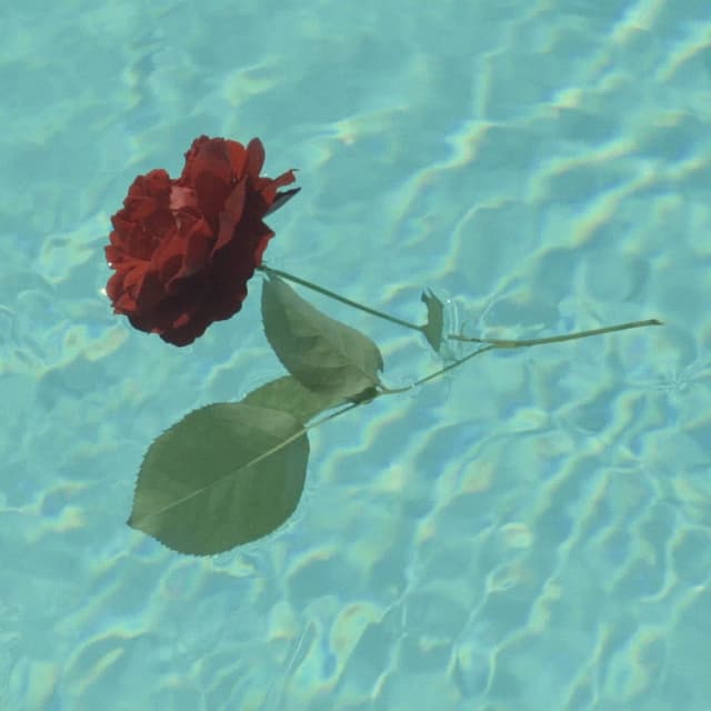 A Rose... cover