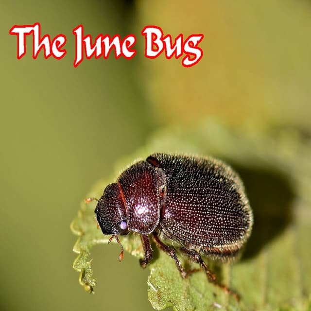 The June Bug cover