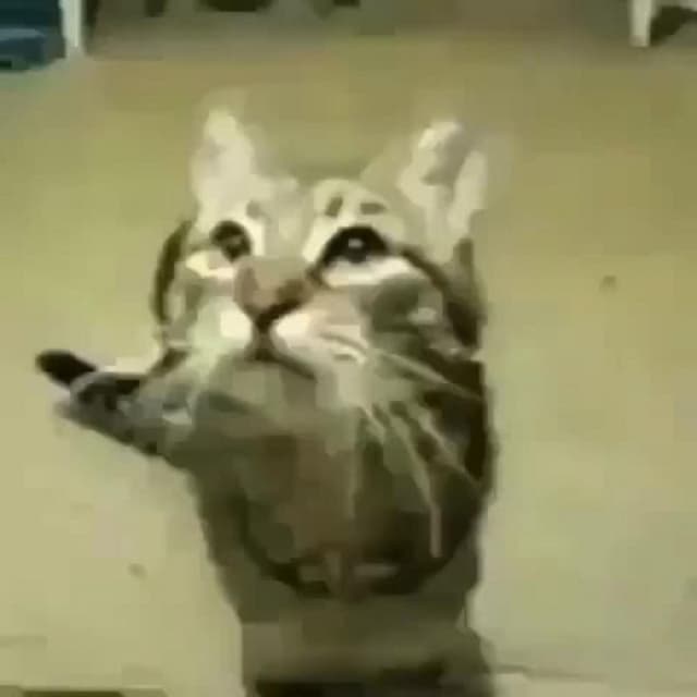 Meow cover