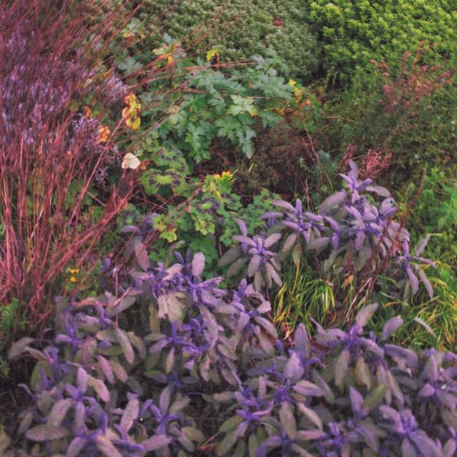 Grounds for Resentment album cover