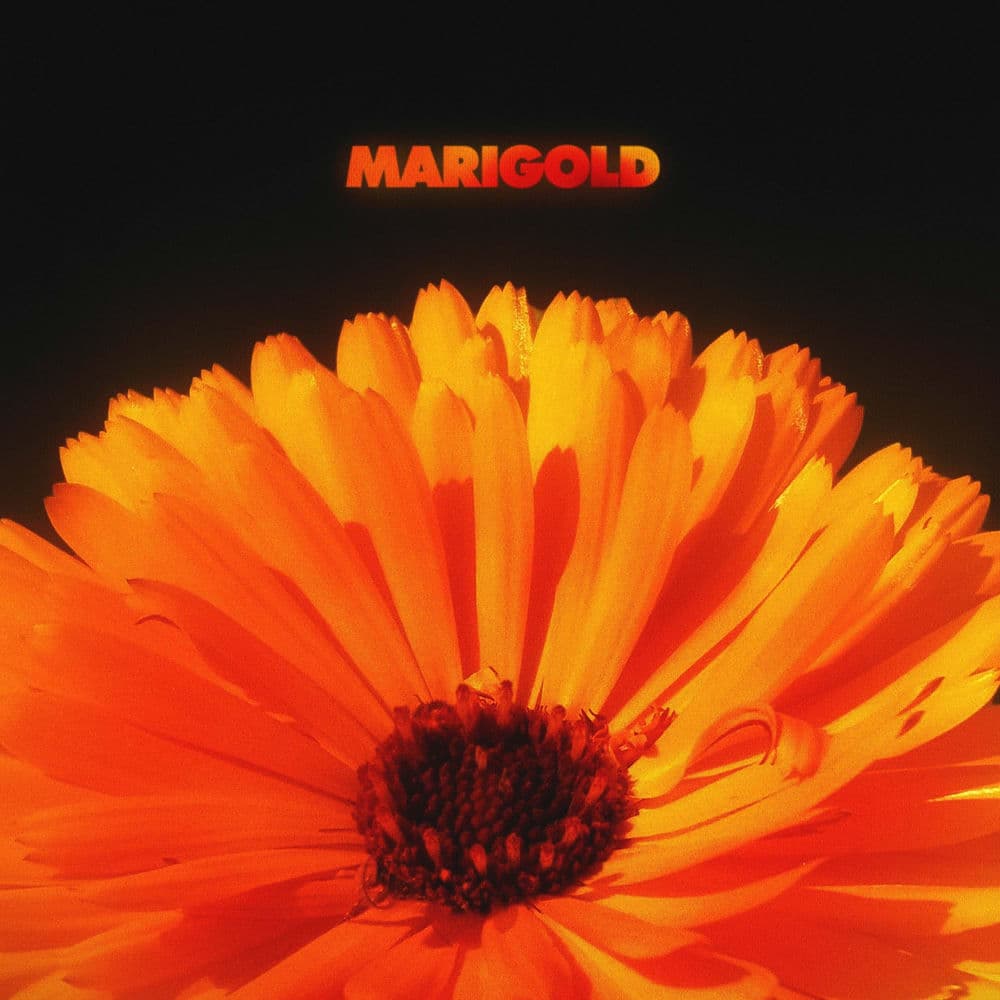 Marigold cover