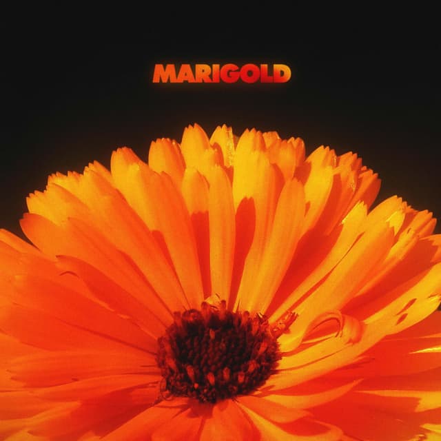 Marigold album cover