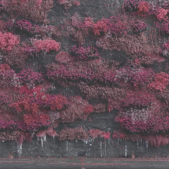 Even in Arcadia album cover