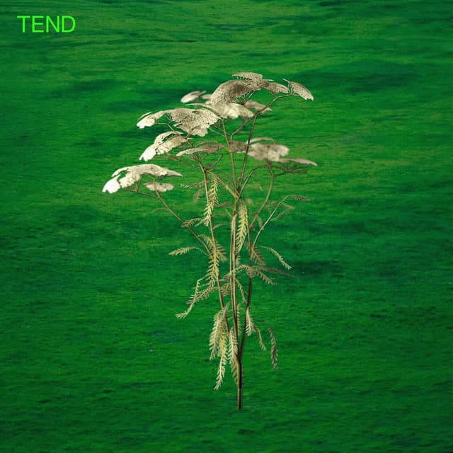 Tend (Live) cover