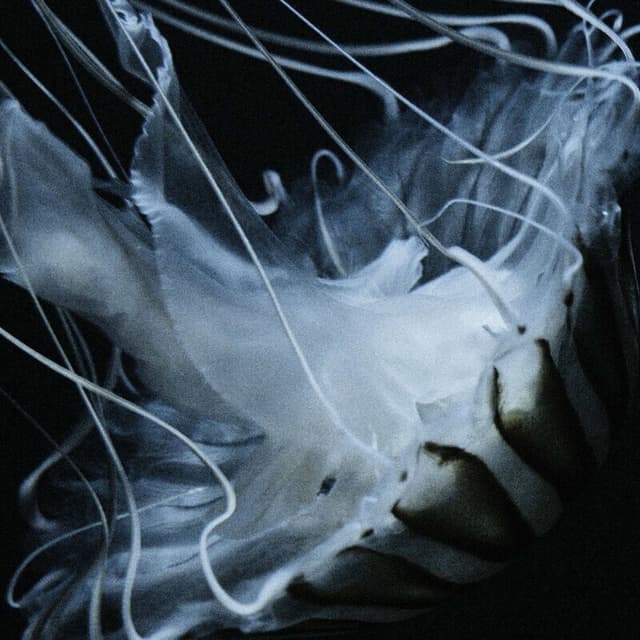 Lotus Eater cover