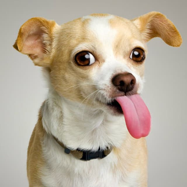Tom's Dog (asdfmovie5 theme) cover