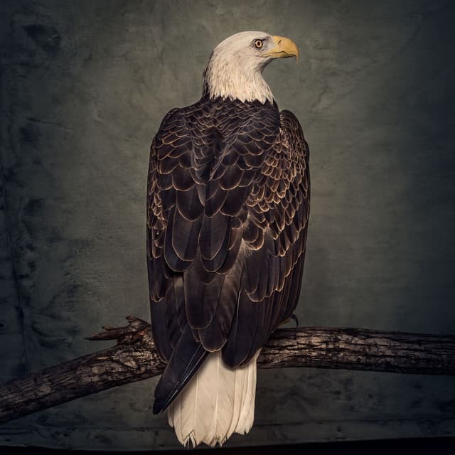 Book of Bad Decisions cover