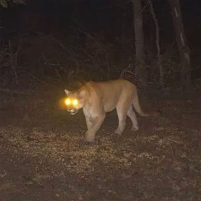 Mountain Lion cover