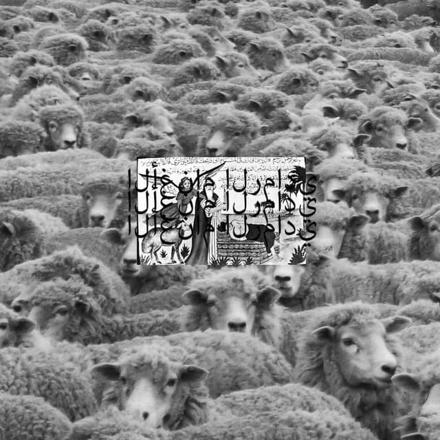 Grey Sheep II cover
