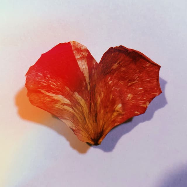 Wild Heart cover