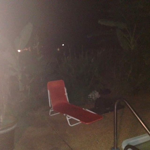 Sitting Wulf cover