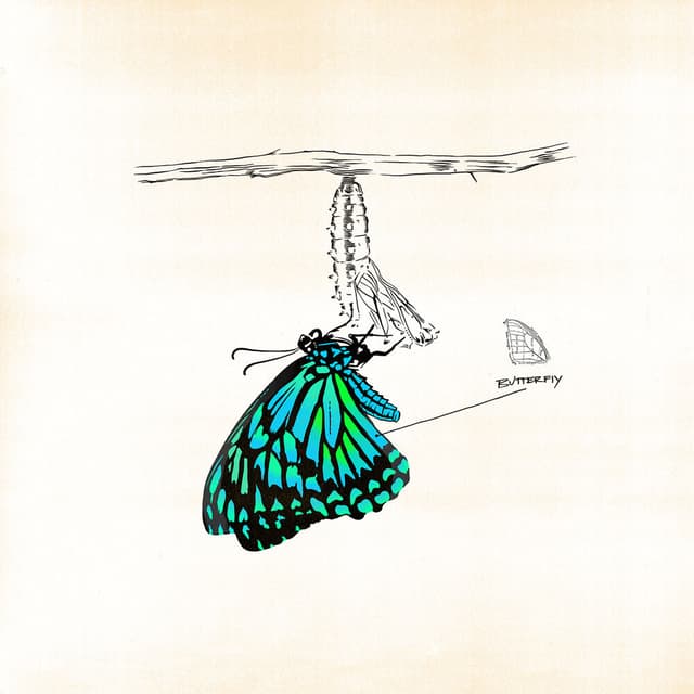 Butterfly cover