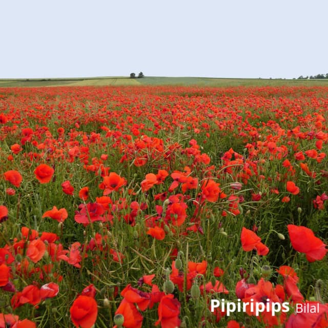 Pipiripips cover