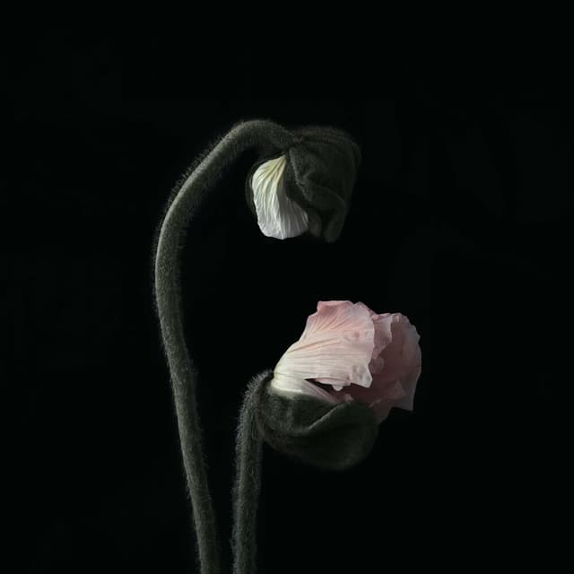Secrets And Lies cover