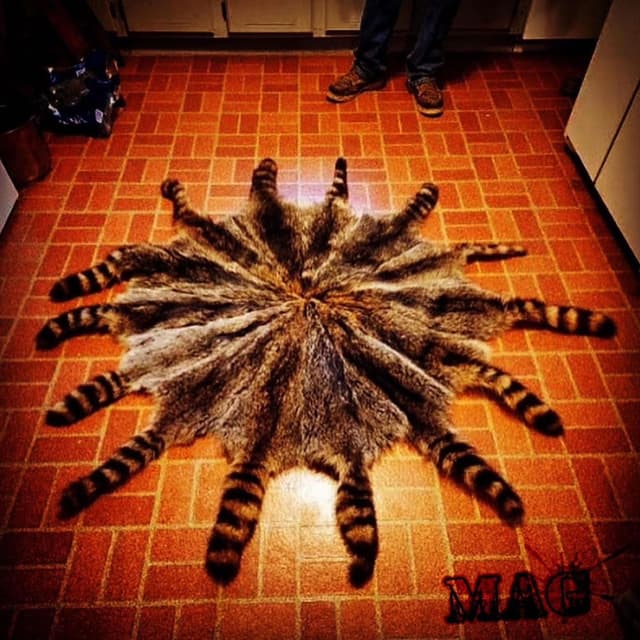 Wild One cover