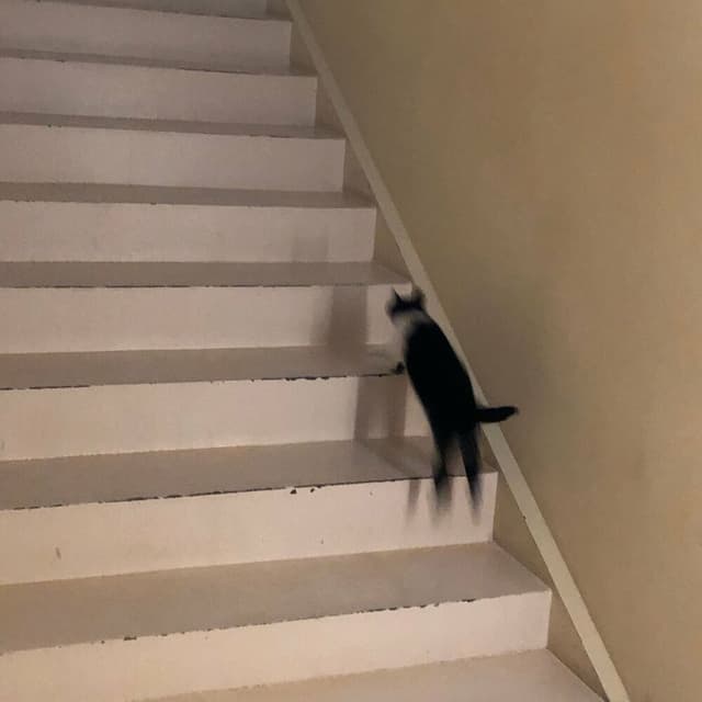 Myo (Cat) cover