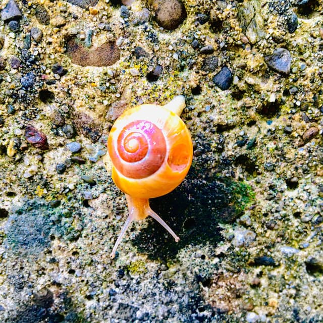 Spiral cover
