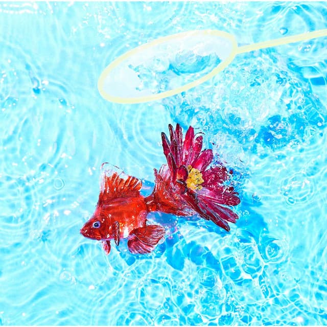 Aster cover