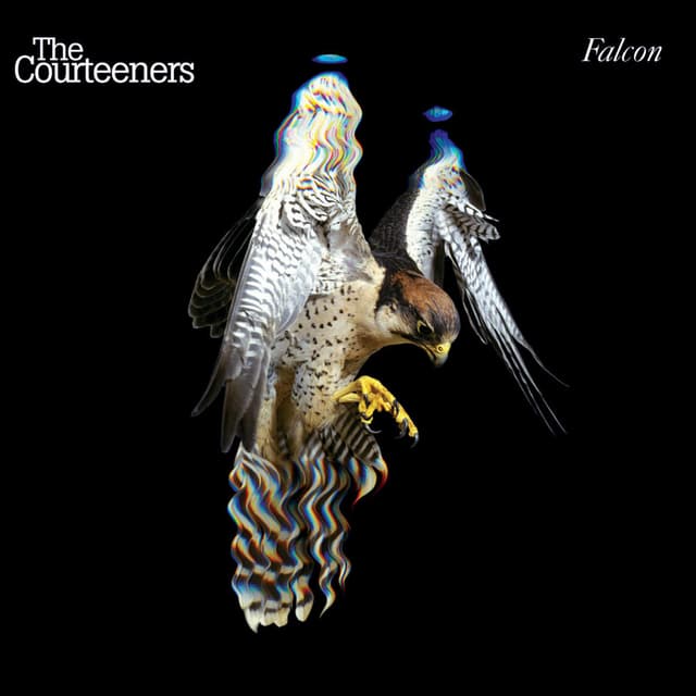 Falcon cover
